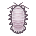 Isopode gigante