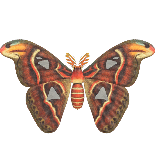 Farfalla cobra