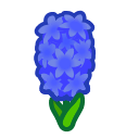Giacinto blu