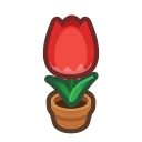 Pianta di tulipano rosso