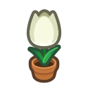 Pianta di tulipano bianco