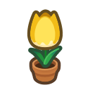Pianta di tulipano giallo