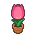Pianta di tulipano rosa