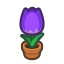 Pianta di tulipano indaco